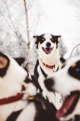 Portrait von einem vollbärtigen Mann mit kurzen Haaren, der in die Kamera lächelt. Er trägt ein Shirt mit einem Fahrrad.