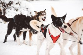 Portrait von einem vollbärtigen Mann mit kurzen Haaren, der in die Kamera lächelt. Er trägt ein Shirt mit einem Fahrrad.