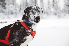 Portrait von einem vollbärtigen Mann mit kurzen Haaren, der in die Kamera lächelt. Er trägt ein Shirt mit einem Fahrrad.