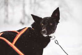 Portrait von einem vollbärtigen Mann mit kurzen Haaren, der in die Kamera lächelt. Er trägt ein Shirt mit einem Fahrrad.