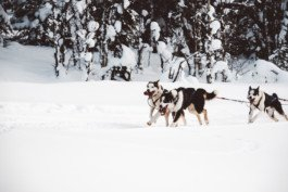 Portrait von einem vollbärtigen Mann mit kurzen Haaren, der in die Kamera lächelt. Er trägt ein Shirt mit einem Fahrrad.