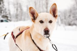 Portrait von einem vollbärtigen Mann mit kurzen Haaren, der in die Kamera lächelt. Er trägt ein Shirt mit einem Fahrrad.