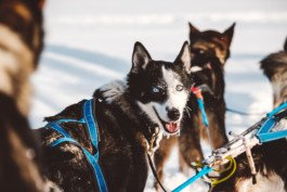 Portrait von einem vollbärtigen Mann mit kurzen Haaren, der in die Kamera lächelt. Er trägt ein Shirt mit einem Fahrrad.