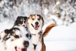 Portrait von einem vollbärtigen Mann mit kurzen Haaren, der in die Kamera lächelt. Er trägt ein Shirt mit einem Fahrrad.